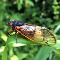 980 Zombie Cicadas.jpg